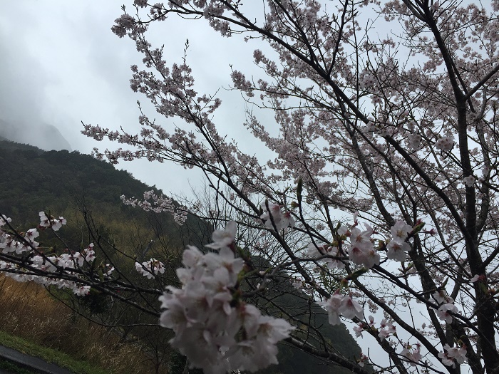 桜満開で風流な育み